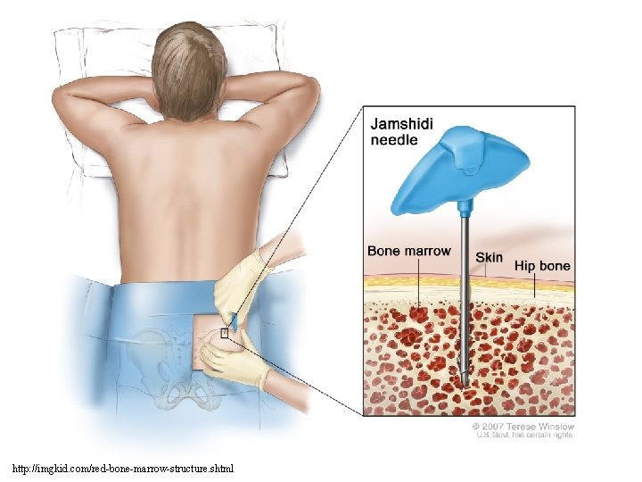 http: //imgkid. com/red-bone-marrow-structure. shtml 