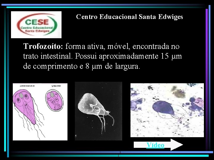 Centro Educacional Santa Edwiges Trofozoíto: forma ativa, móvel, encontrada no trato intestinal. Possui aproximadamente