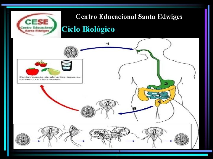 Centro Educacional Santa Edwiges Ciclo Biológico 