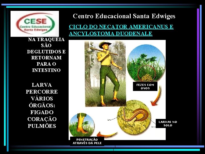 Centro Educacional Santa Edwiges NA TRAQUÉIA SÃO DEGLUTIDOS E RETORNAM PARA O INTESTINO CICLO