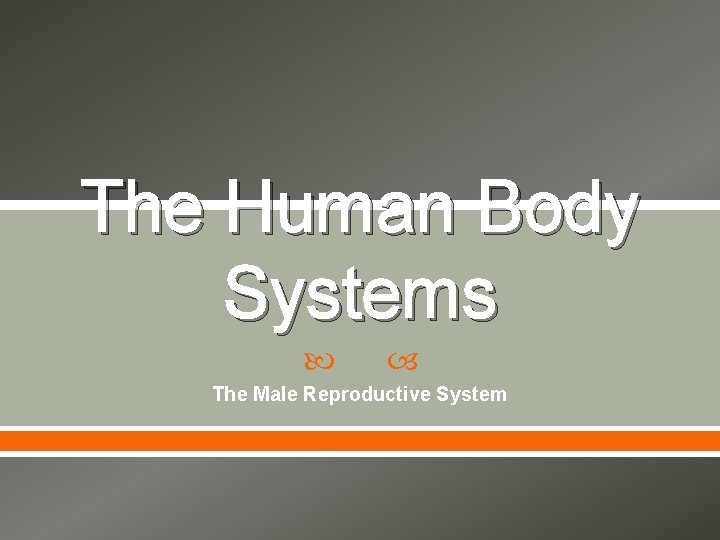 The Human Body Systems The Male Reproductive System 
