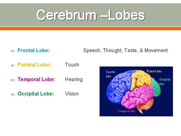 Cerebrum –Lobes Frontal Lobe: Speech, Thought, Taste, & Movement Parietal Lobe: Touch Temporal Lobe: