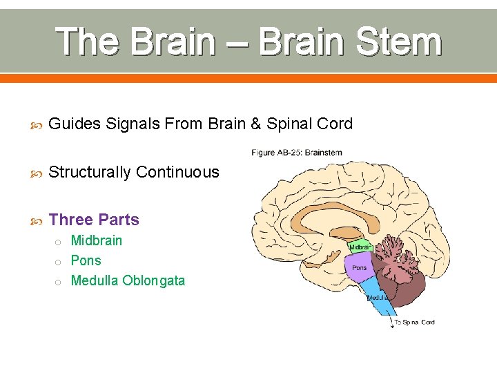 The Brain – Brain Stem Guides Signals From Brain & Spinal Cord Structurally Continuous