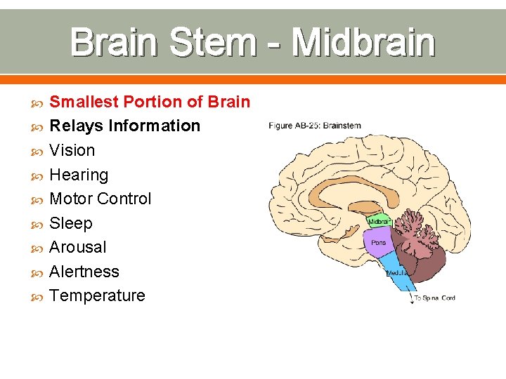 Brain Stem - Midbrain Smallest Portion of Brain Relays Information Vision Hearing Motor Control