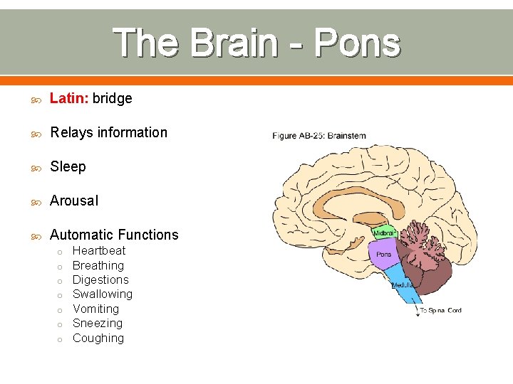The Brain - Pons Latin: bridge Relays information Sleep Arousal Automatic Functions o o