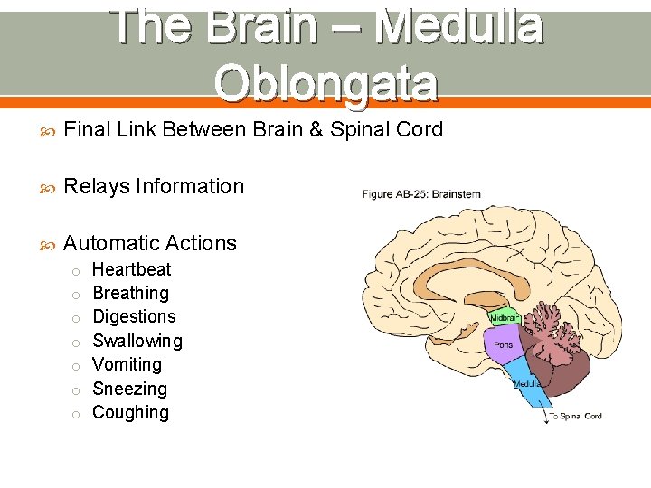 The Human Body Systems The Nervous System The