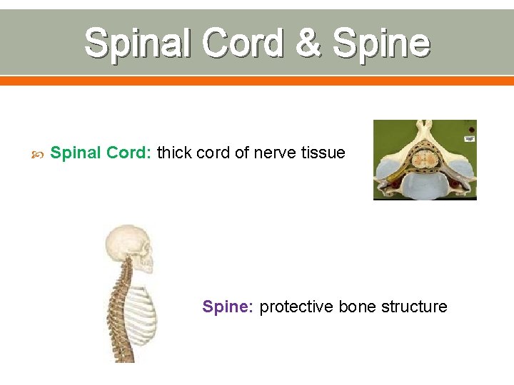 Spinal Cord & Spine Spinal Cord: thick cord of nerve tissue Spine: protective bone