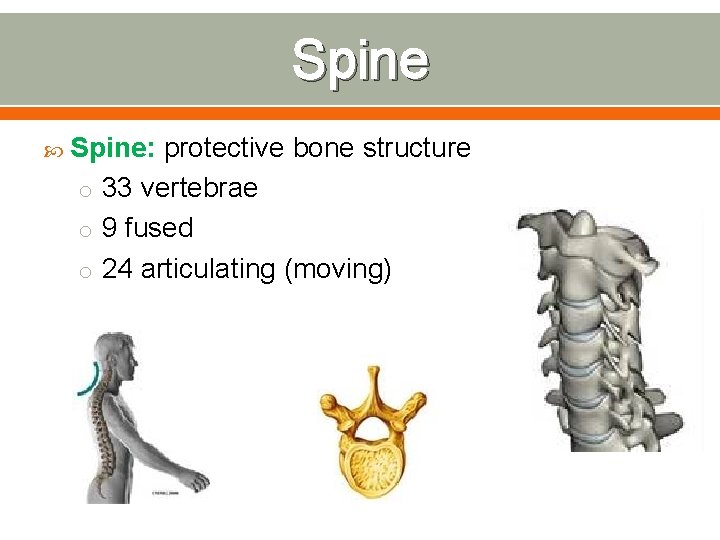 Spine Spine: protective bone structure o 33 vertebrae o 9 fused o 24 articulating