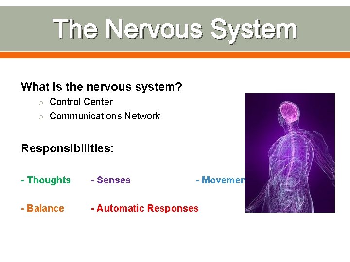 The Nervous System What is the nervous system? o Control Center o Communications Network