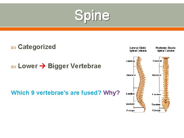 Spine Categorized Lower Bigger Vertebrae Which 9 vertebrae's are fused? Why? 
