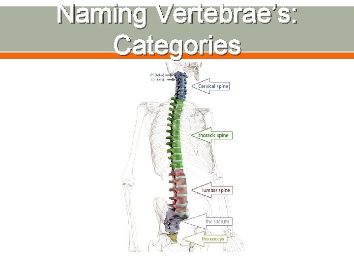 Naming Vertebrae’s: Categories 