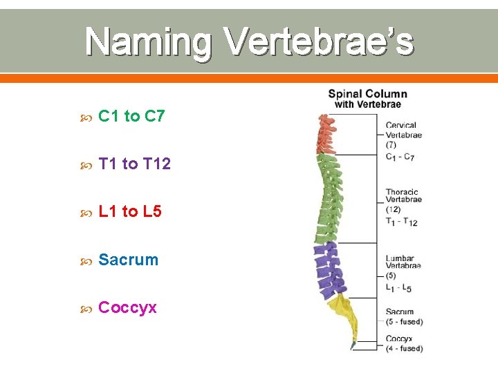 Naming Vertebrae’s C 1 to C 7 T 1 to T 12 L 1