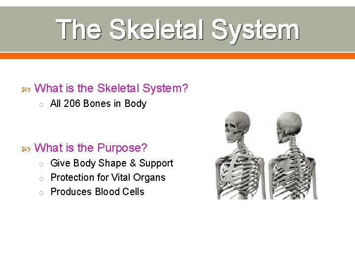 The Skeletal System What is the Skeletal System? o All 206 Bones in Body