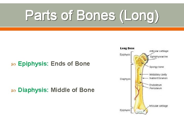 Parts of Bones (Long) Epiphysis: Ends of Bone Diaphysis: Middle of Bone 