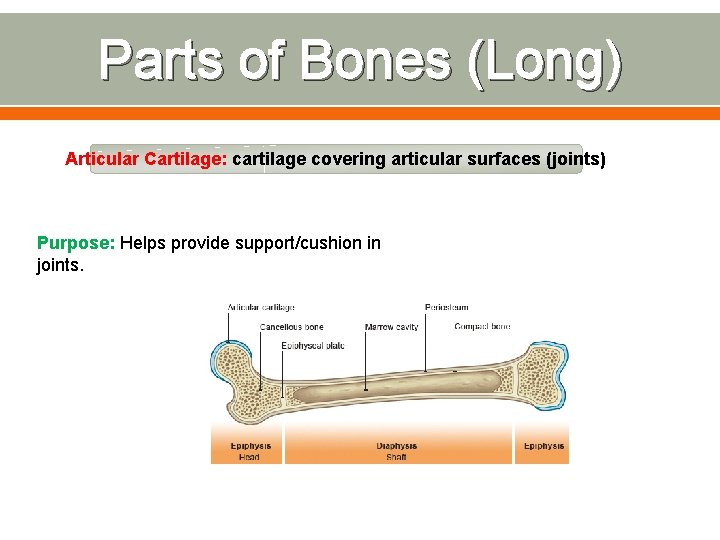 Parts of Bones (Long) Articular Cartilage: cartilage covering articular surfaces (joints) Purpose: Helps provide