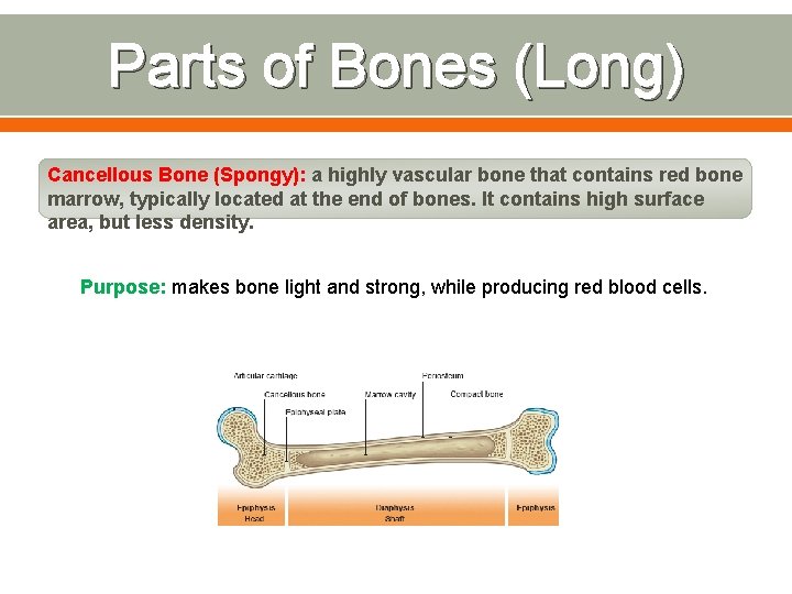 Parts of Bones (Long) Cancellous Bone (Spongy): a highly vascular bone that contains red