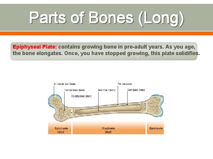 Parts of Bones (Long) Epiphyseal Plate: contains growing bone in pre-adult years. As you