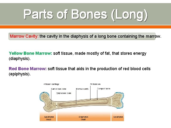 Parts of Bones (Long) Marrow Cavity: the cavity in the diaphysis of a long