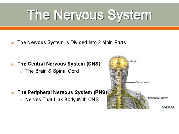 The Nervous System Is Divided Into 2 Main Parts The Central Nervous System (CNS)