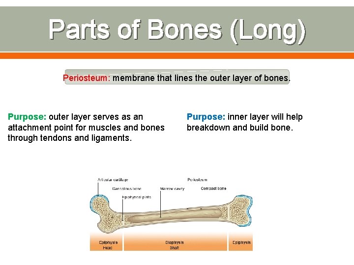 Parts of Bones (Long) Periosteum: membrane that lines the outer layer of bones. Purpose: