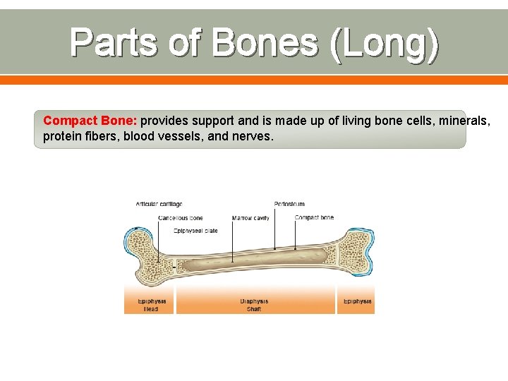 Parts of Bones (Long) Compact Bone: provides support and is made up of living