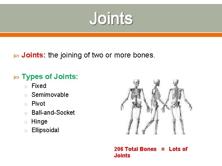 Joints Joints: the joining of two or more bones. Types of Joints: o Fixed