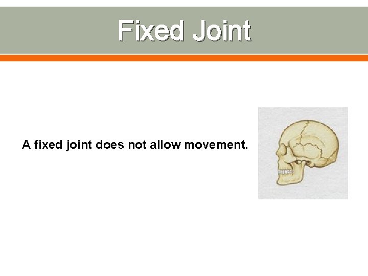 Fixed Joint A fixed joint does not allow movement. 