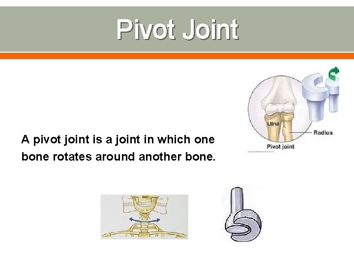 Pivot Joint A pivot joint is a joint in which one bone rotates around