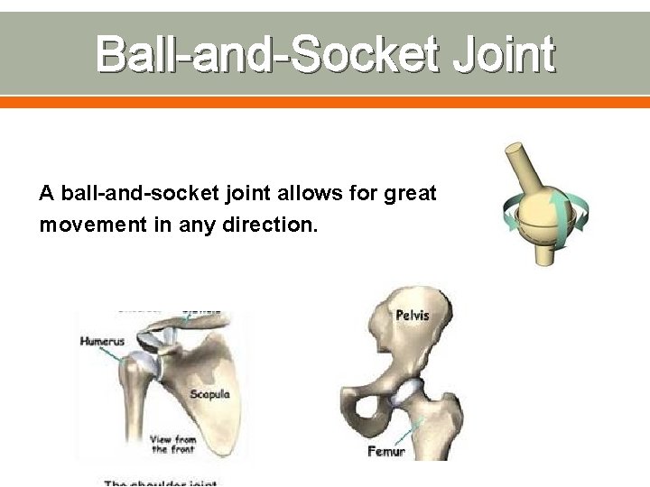 Ball-and-Socket Joint A ball-and-socket joint allows for great movement in any direction. 
