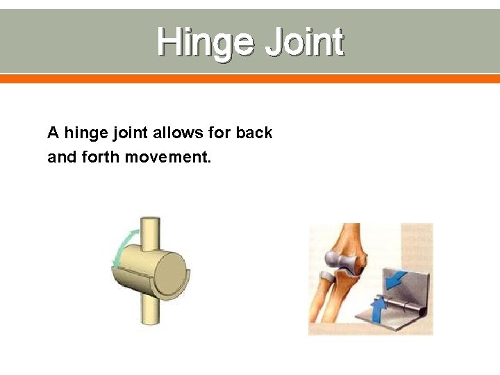 Hinge Joint A hinge joint allows for back and forth movement. 