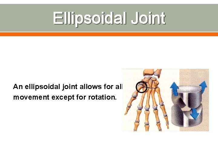 Ellipsoidal Joint An ellipsoidal joint allows for all movement except for rotation. 