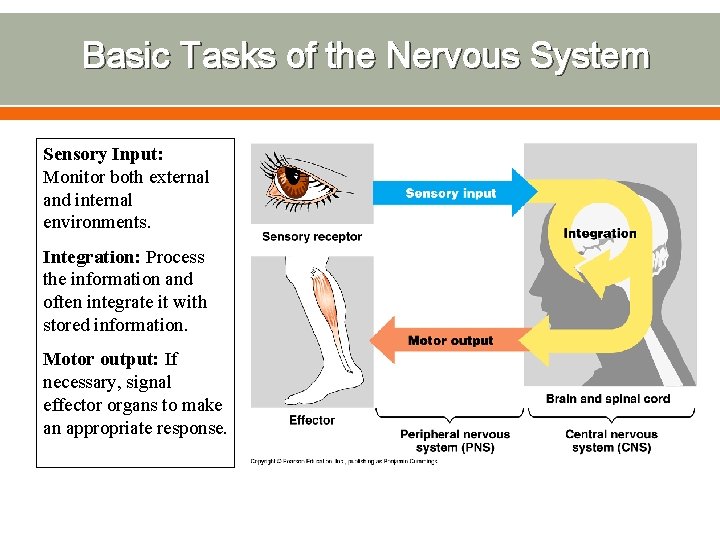 Basic Tasks of the Nervous System Sensory Input: Monitor both external and internal environments.