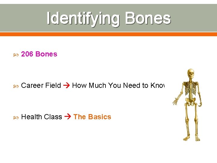 Identifying Bones 206 Bones Career Field How Much You Need to Know Health Class