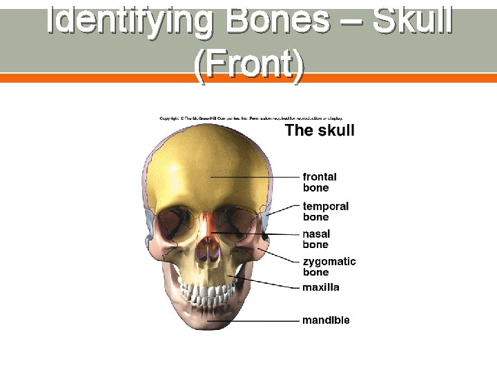 Identifying Bones – Skull (Front) 