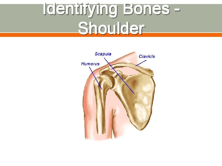 Identifying Bones Shoulder 