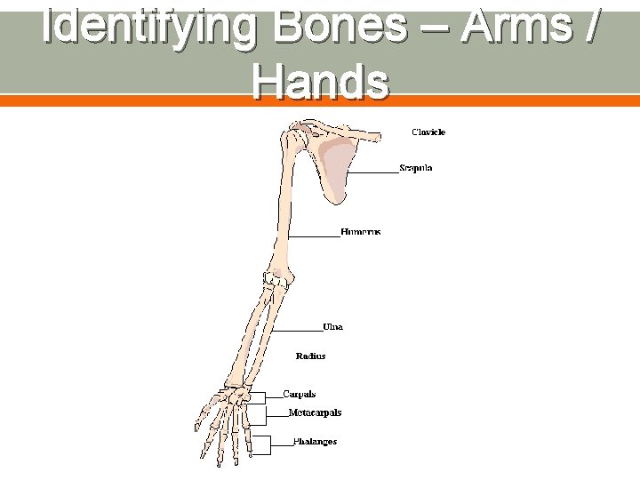 Identifying Bones – Arms / Hands 