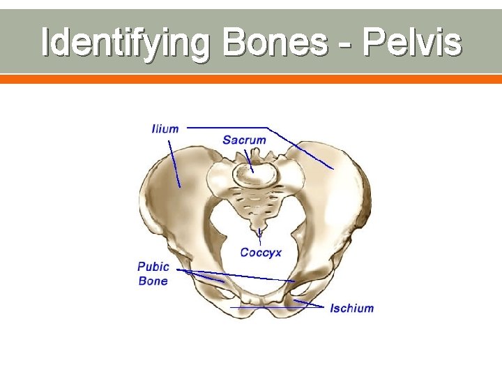 Identifying Bones - Pelvis 