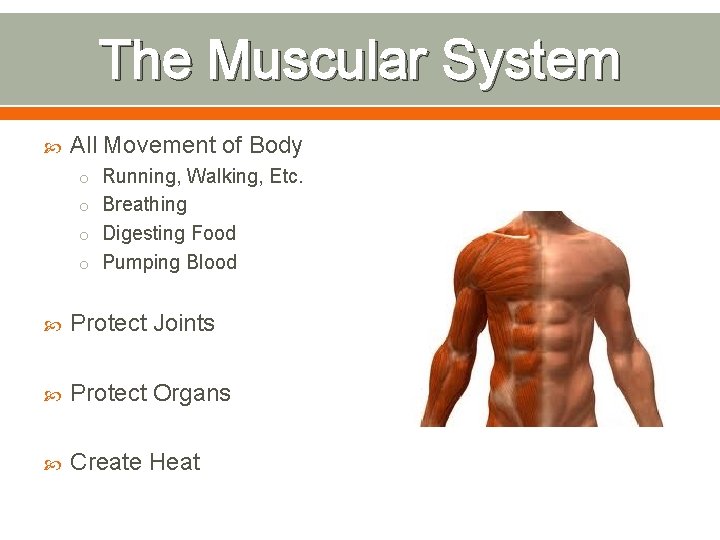 The Muscular System All Movement of Body o Running, Walking, Etc. o Breathing o