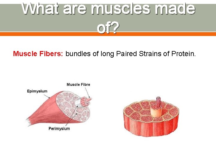 What are muscles made of? Muscle Fibers: bundles of long Paired Strains of Protein.