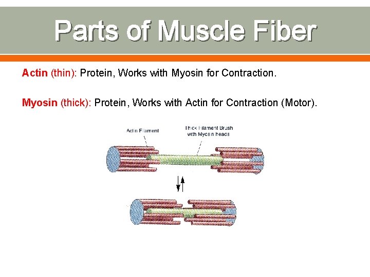 Parts of Muscle Fiber Actin (thin): Protein, Works with Myosin for Contraction. Myosin (thick):