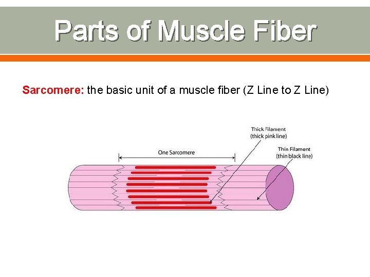 Parts of Muscle Fiber Sarcomere: the basic unit of a muscle fiber (Z Line