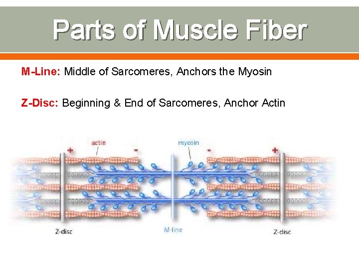 Parts of Muscle Fiber M-Line: Middle of Sarcomeres, Anchors the Myosin Z-Disc: Beginning &