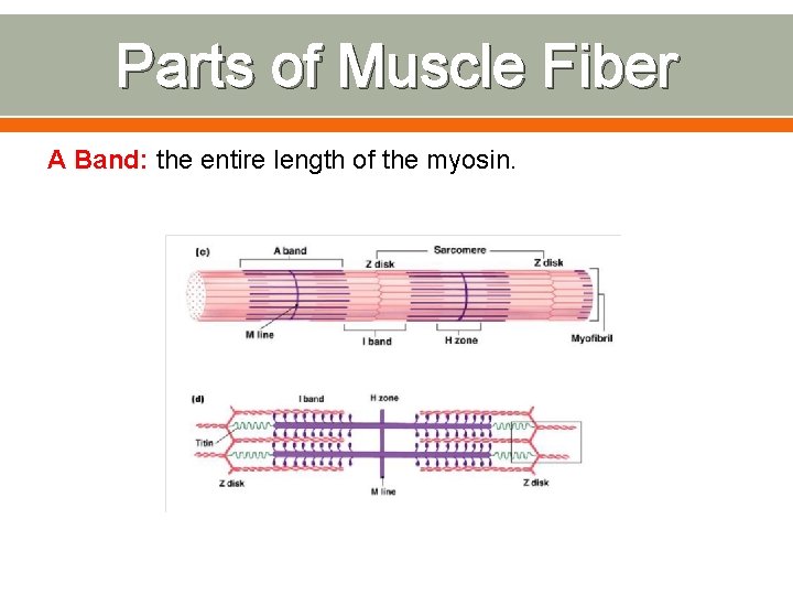 Parts of Muscle Fiber A Band: the entire length of the myosin. 