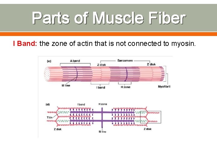 Parts of Muscle Fiber I Band: the zone of actin that is not connected