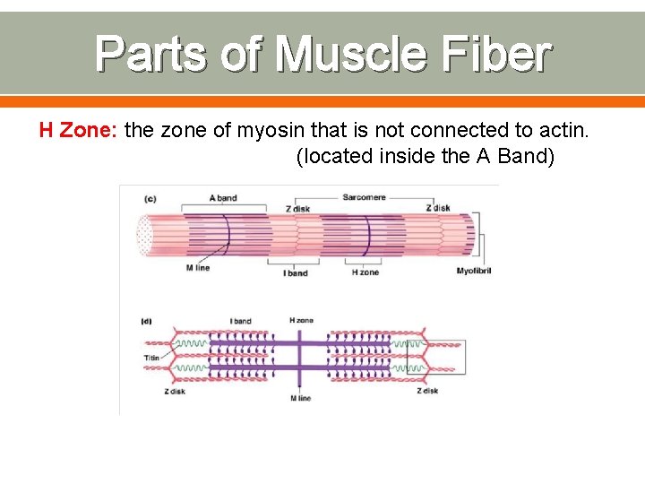Parts of Muscle Fiber H Zone: the zone of myosin that is not connected
