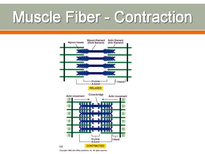Muscle Fiber - Contraction 