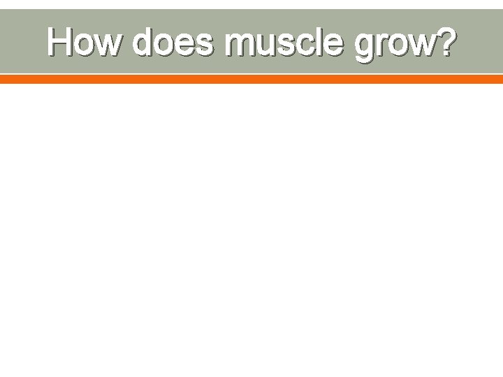 How does muscle grow? 