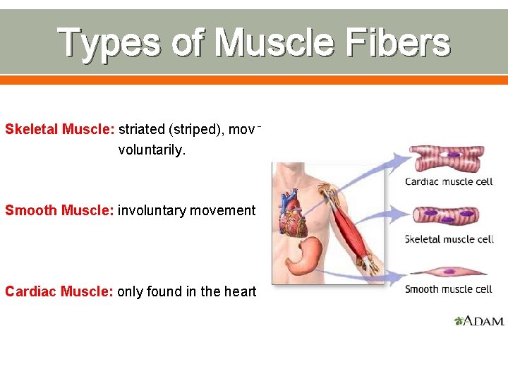 Types of Muscle Fibers Skeletal Muscle: striated (striped), move voluntarily. Smooth Muscle: involuntary movements.