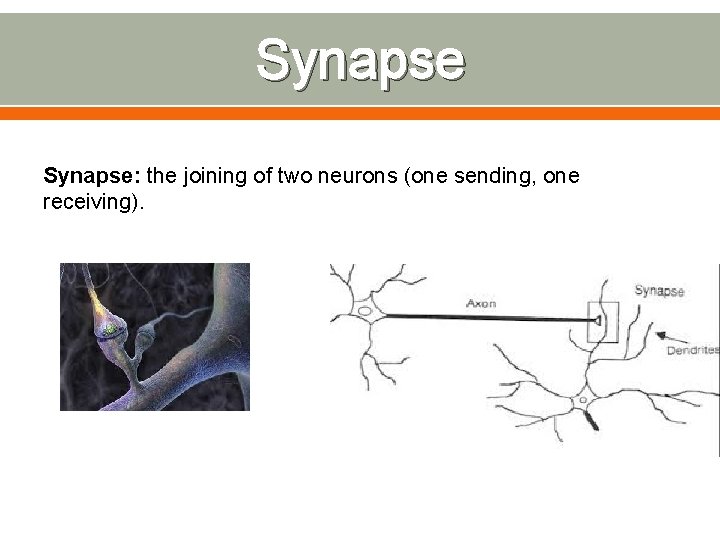 Synapse: the joining of two neurons (one sending, one receiving). 