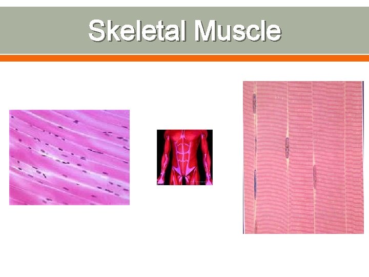 Skeletal Muscle 
